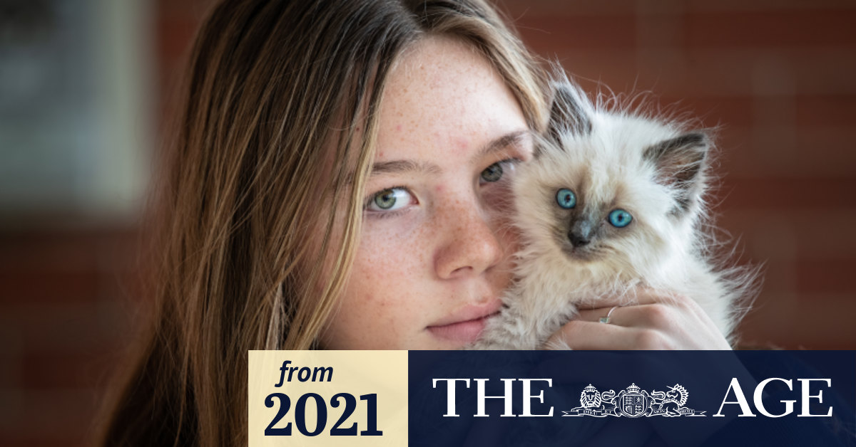 Illegal pet sales rise as COVID lockdown adoption boom clears shelters